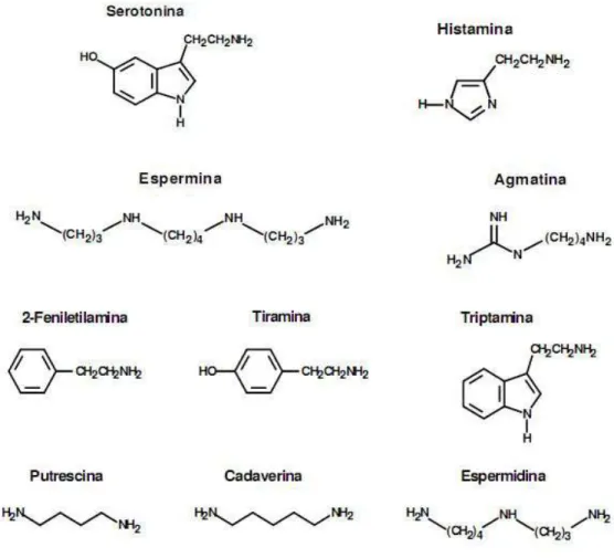 Figura 2 - Estrutura química de algumas aminas bioativas 