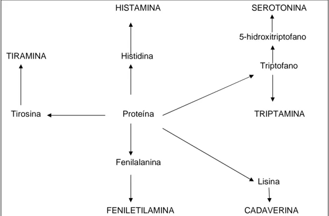 Figura 4 - Vias metabólicas para a síntese de aminas biogênicas  Fonte: LIMA &amp; GLORIA (1999)