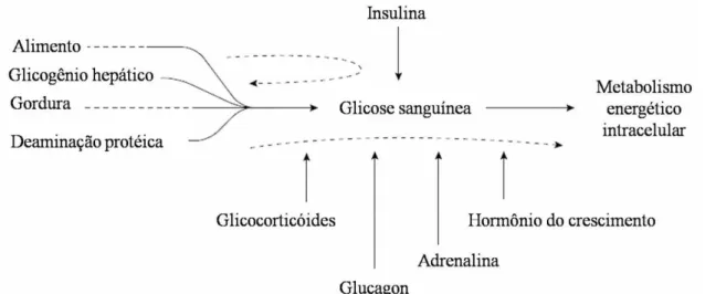FIGURA 1 - Hormônios envolvidos na regulação da concentração de glicose sanguínea.  Fonte: Kerr, 2002