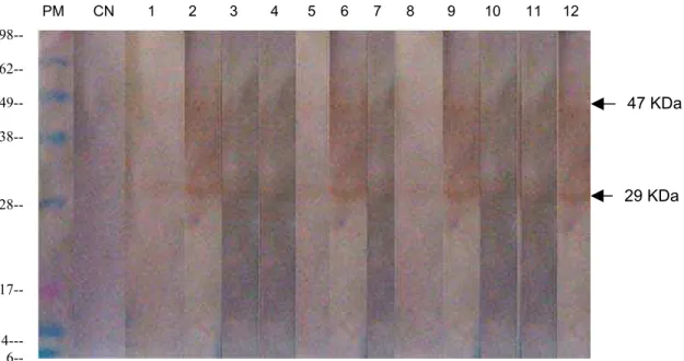 Figura 5. Testes de Western blot realizados com soros de animais naturalmente infectados.