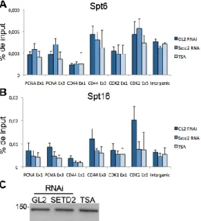 Figura  5.  A  H3K36me3  promove  o  recrutamento  de  Spt16.  A-B.  ChIP  com  anticorpos  para  Spt6  e  Spt16  em células  HeLa  transfectadas  com  siRNAs  para  GL2  e  SETD2  e  tratadas  com  TSA