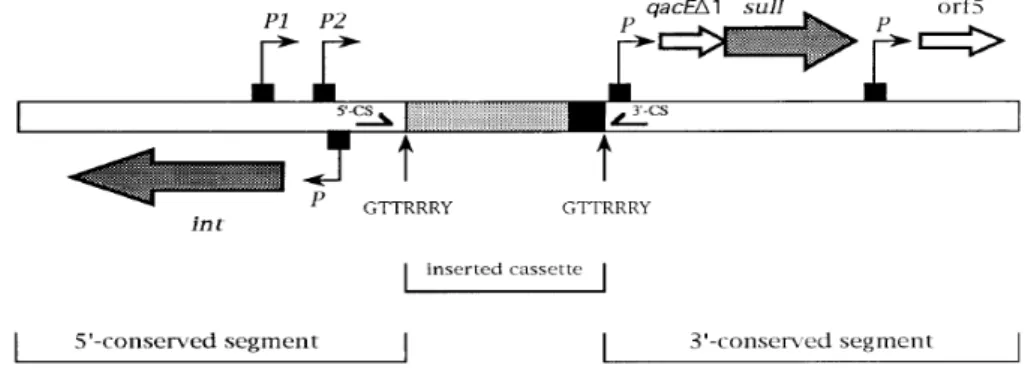 Figura 1. Estrutura geral do integron (Lévesque et al., 1995). 