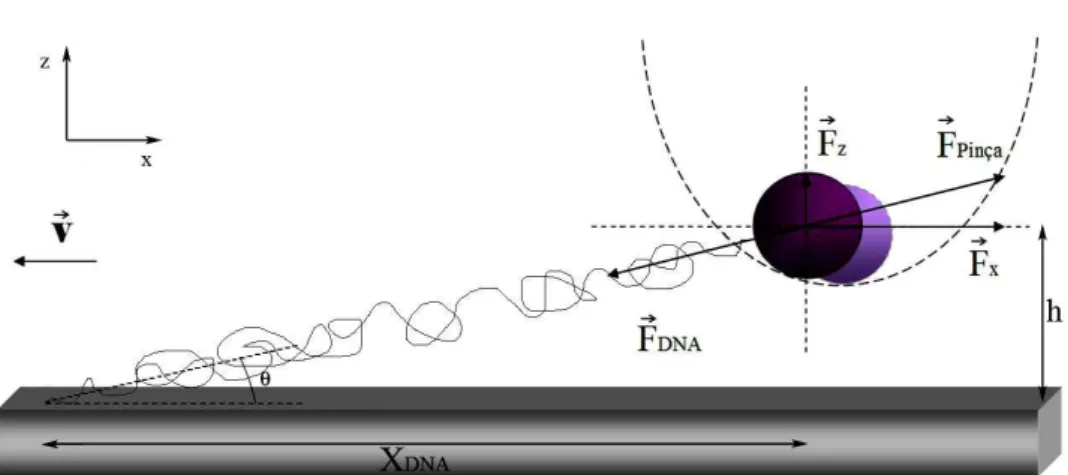 Figura 4.7: Geometria do experimento de estiramento da molécula de DNA.