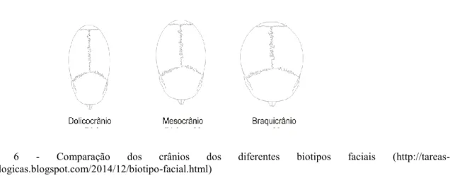Figura  6  -  Comparação  dos  crânios  dos  diferentes  biotipos  faciais  (http://tareas- (http://tareas-odontologicas.blogspot.com/2014/12/biotipo-facial.html)