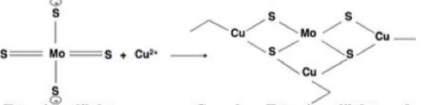 Figura 8: Reação química de quelação do Tetratiomolibdato e o ião Cu 2+ .  Adaptada da referência  (8)             