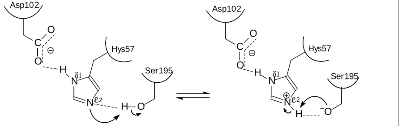 Figura 1 -  Representação esquemática da tríade catalítica das serino proteases. 