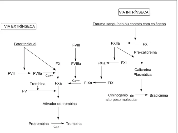 Figura  5  -   Via  intrínseca  e  extrínseca  para  o  início  da  coagulação  sanguínea  e  a  interação 
