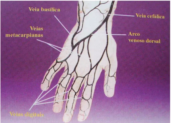 FIGURA 1 - Anatomia dos membros superiores e as principais veias para punção 