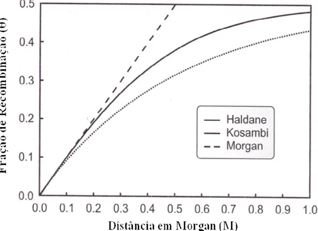 Figura  5.  Mapa  de  Distância  Genética  mostrando  a  relação  entre  a  distância,  em  Morgan  (M),  e  a  fração  de  recombinação  para  os  mapas  de  Haldane,  Kosambi  e  Morgan