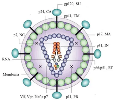 Figura 1.1 Estrutura do HIV-1. Adaptado de Nature © 1998, Nature  Publishing Group. 