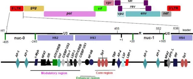Figura 1.2 Genoma do HIV-1 e os locais de ligação para fatores de transcrição na região 5’LTR