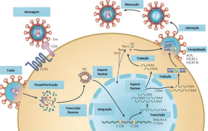 Figura 1.3 Ciclo de Vida do HIV-1. Adaptado de Nature Reviews Microbiology © 2012, Nature Publishing Group