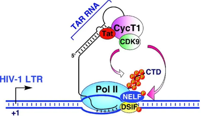 Figura 1.4 Mecanismo de transativação pela proteína viral Tat. Adaptado de Microbiol. Mol