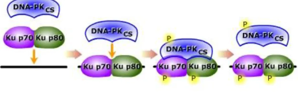 Figura 1.5 Modelo que descreve a ligação do complexo DNA-PK ao DNA e posterior atividade cinásica