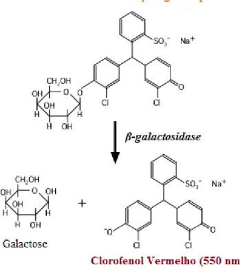 Figura 3.1 Reação de CPRG (Clorofenol vermelho-β-D-galactopiranosido) catalisada pela β-galactosidase