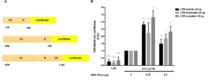 Figura  4.2  DNA-PKcs  aumenta  a  transativação  do  LTR  basal  do  HIV-1,  estimulada  pela  Tat