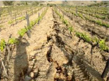 Fig. 6. Erosão hídrica em vinhas sem enrelvamento  (ivv.gov.pt) 