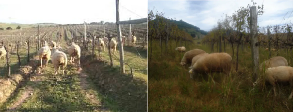 Fig. 9. Pastoreio da cobertura vegetal (enrelvamento) por ovelhas, na vinha                                (zenodo.org)                             (Vinícola Gheller Monte Azzuro) 