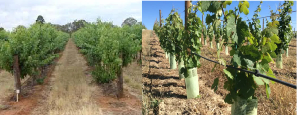 Fig. 5. Enrelvamento da vinha após a produção de semente das espécies presentes           (www.viticulturasustentável.com)                              (twiter.com) 