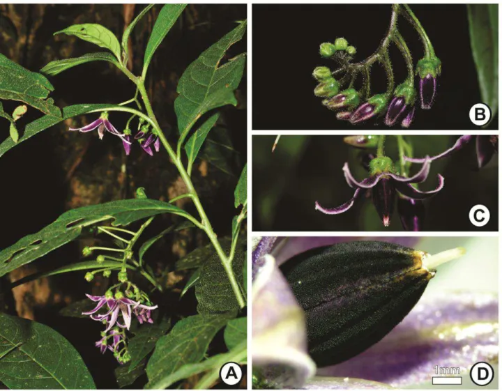 Figura 1:  Solanum luridifuscescens  Bitter na RPPN Mata do Sossego, Simonésia, MG. A  – Ramo  fértil; B  – Inflorescência com botões florais; C – Flor