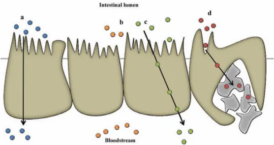 Figure  1  -  Schematic  illustration  of  Schematic  representation  of  the  intestinal  epithelium  and  the  pathways  fir  drug  absorption