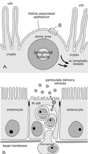 Figure 2 – Schematic representation of sections of a Peyer’s patch lymphoid follicle and overlying follicle- follicle-associated epithelium (FAE).The structure of intestinal organized mucosa-follicle-associated lymphoid tissues is  represented by the trans