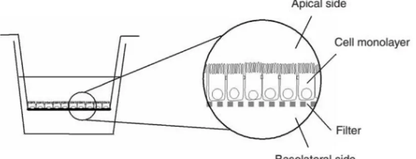 Figure 4 - Schematic representation of the co-culture model on a Transwell. Caco-2 cells are seeded on  the Transwell membrane while Raji B are added later to the basolateral compartment