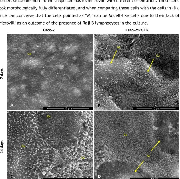 Figure 10 - Images from SEM analysis; view of cells surface in A: 7-days monoculture; B: 7-days co-culture; 