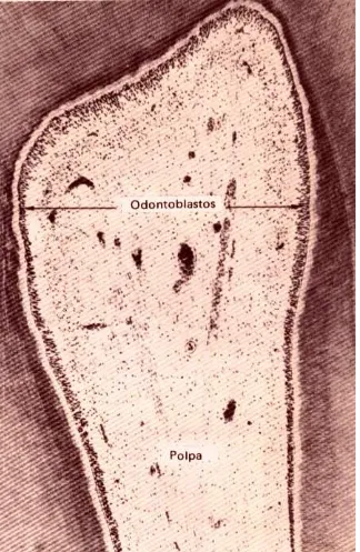 Figura 1 – Camadas da polpa dental. Fonte: Ten Cate, 2001. 