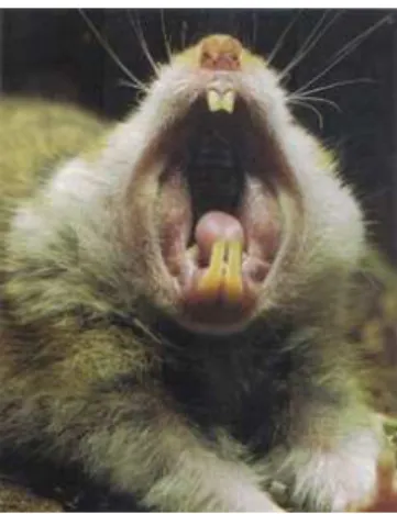 Figura 9. A foto, muito além de mostrar os dentes incisivos do rato, tem um tom hostil – o rato  parece prestes a morder o que está em sua frente