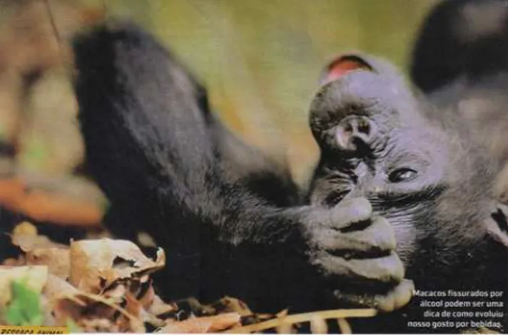 Figura 1. Primata ilustrando o artigo e descrito na legenda como sendo um dos “macacos  fissurados por álcool”