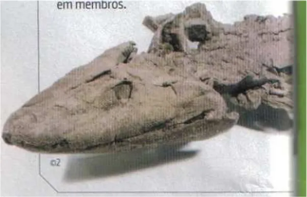 Figura 7. A foto do fóssil descrito no artigo. A barra lateral em verde é a outra página; a foto,  recortada, não permite saber como é o resto do fóssil