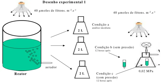 Fig. 4: Desenho experimental  para o preparo das amostras.