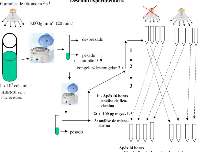 Fig. 8: Desenho experimental das análises de microcistina e de ficocianina no claro e no escuro.