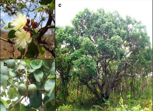 FIGURA 1  – Caryocar brasiliense Cambess (Caryocaraceae)  a) Flor do pequizeiro 
