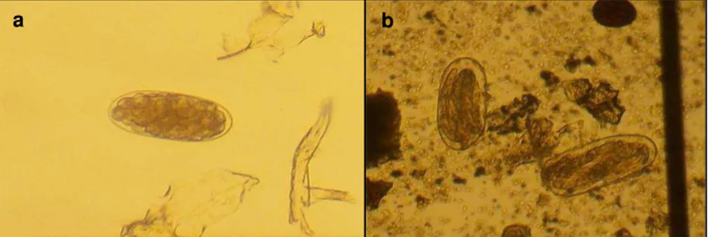 FIGURA 1  – Ovos de trichostrongylideos de bovinos (Objetiva de 10x)  a) Ovo blastomerado 