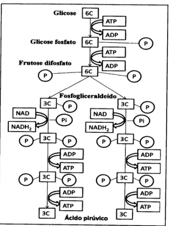 Figura  2:  Esquema  da transformação  da glicose  em ácido  piúvico