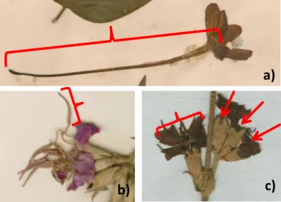 Figura I.3: Exemplos de coleta de dados  em exsicatas. a) Mensuração da 