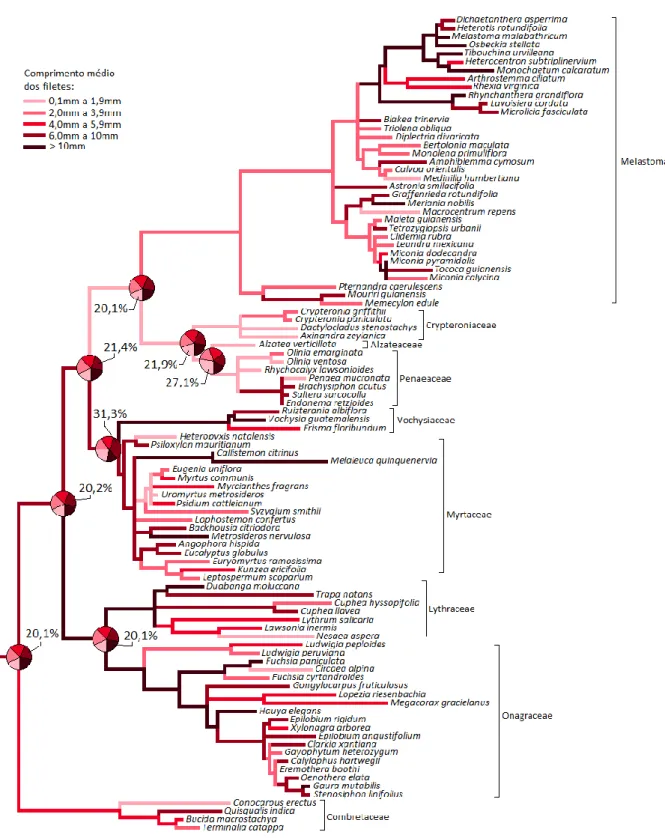 Figura 1.4. Reconstrução da história evolutiva para comprimento médio dos filetes em representantes da ordem  Myrtales