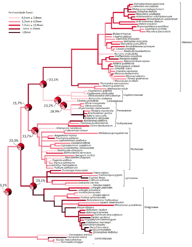 Figura  1.5.  Reconstrução  da  história  evolutiva  para  profundidade  floral  em  representantes  da  ordem  Myrtales