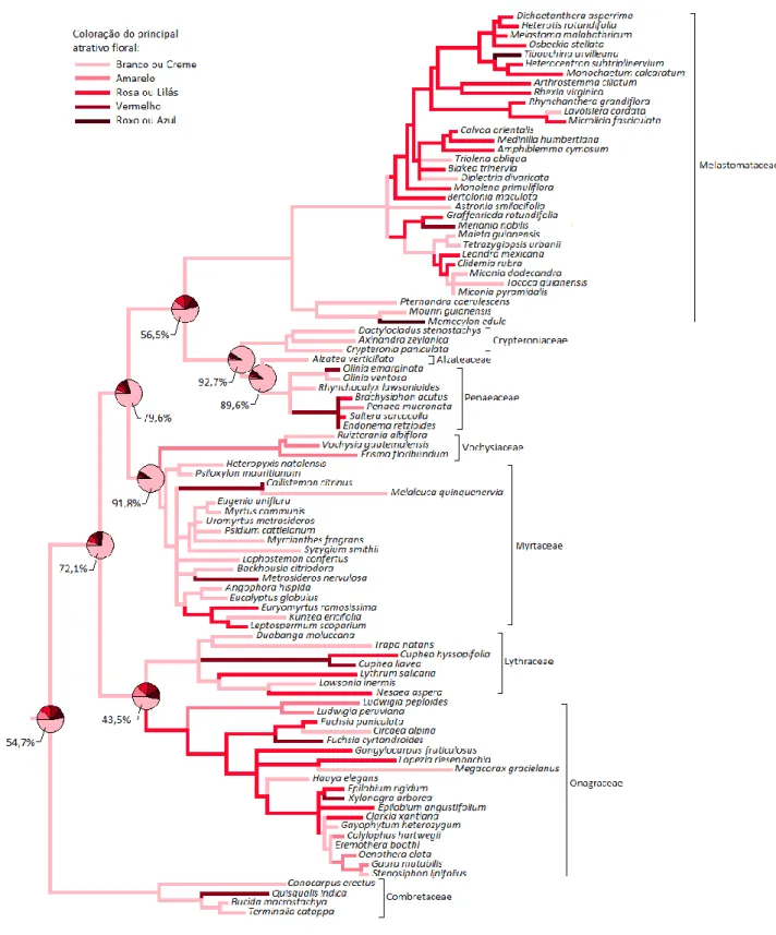 Figura  1.7.  Reconstrução  da  história  evolutiva  para  coloração  do  principal  atrativo  floral  em  representantes  da  ordem Myrtales