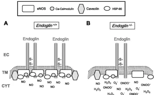 FIGURA 2  –  Modelo hipotético do papel da Eng na expressão e ativação da enzima  eNOS