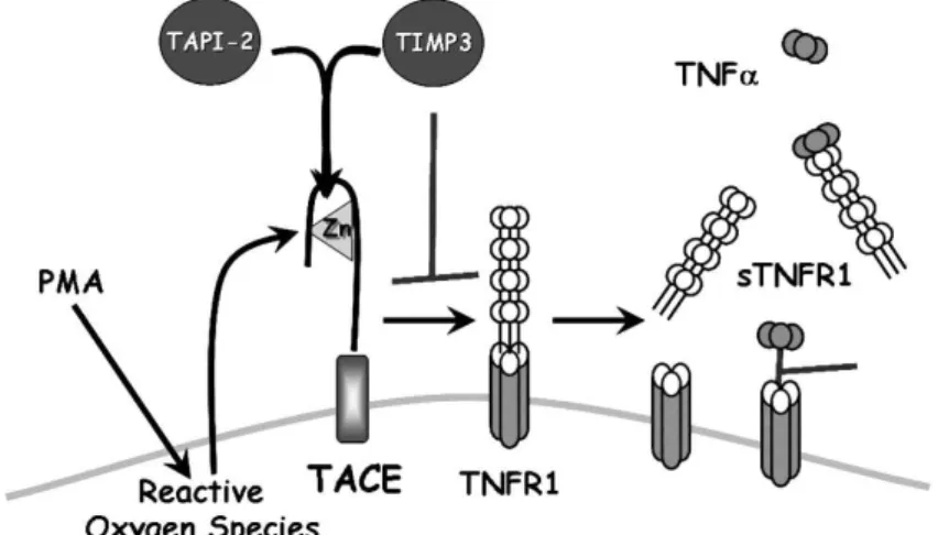 FIGURA 4  –  Representação esquemática da regulação da liberação de sTNF-R1 e o  seu papel na regulação da ação do TNF