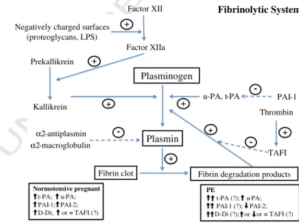 Fig. 1. Plasma contact with negatively charged surfaces (proteoglycans, LPS, or different types of crystals) triggers factor XII activation, which, in turn, activates prekallikrein to kallikrein