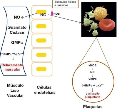 Figura 1:  Esquema das funções vasodilatadora e inibidora da ativação plaquetária do NO