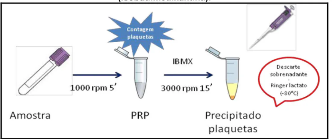 Figura 4 -  Esquema do preparo da amostra para obtenção do GMPc  intraplaquetário. rpm (rotação por minuto), PRP (plasma rico em plaquetas), IBMX 