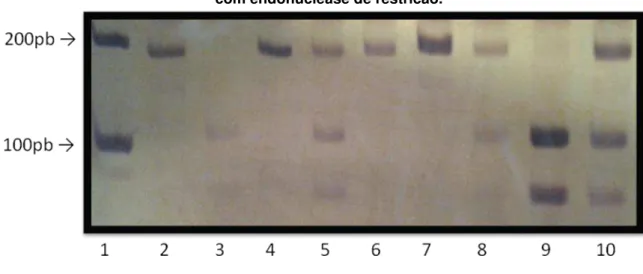 Figura 6 -  G894T. Fragmentos obtidos após realização da PCR e digestão  com endonuclease de restricão