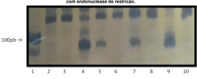 Figura 7 -  T-786C. Fragmentos obtidos após realização da PCR e digestão  com endonuclease de restricão.