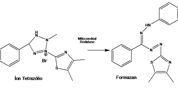 Figura 11 – Reação de conversão do íon tetrazólio em formazan. 