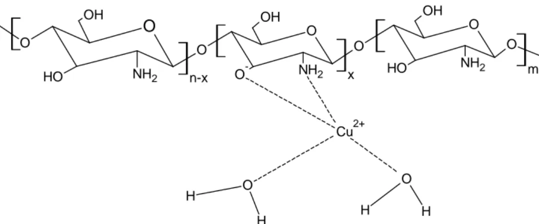 Figura 3.18 – Representação esquemática do modelo proposto por Ogawa et al. (1993)  da quelação da quitosana com o cobre 